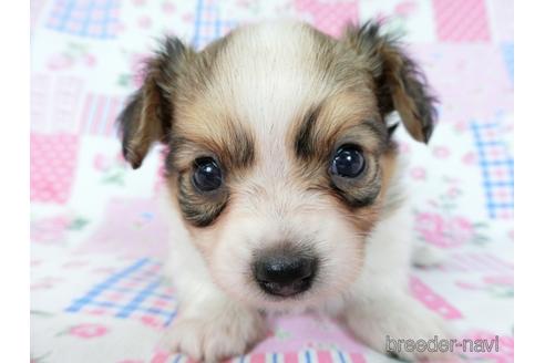 成約済の千葉県のミックス犬-242567の19枚目