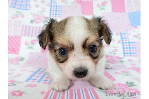 成約済の千葉県のミックス犬-242567の18枚目