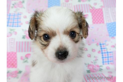 成約済の千葉県のミックス犬-242568の2枚目
