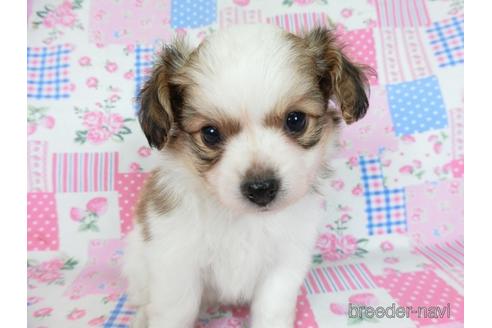 成約済の千葉県のミックス犬-242568の3枚目