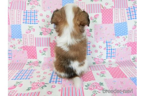 成約済の千葉県のミックス犬-242568の4枚目