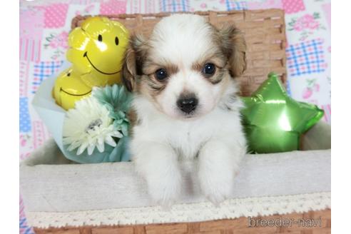 成約済の千葉県のミックス犬-242568の5枚目