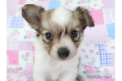 成約済の千葉県のミックス犬-242569の19枚目