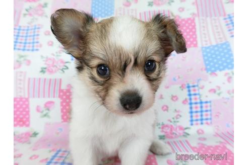 成約済の千葉県のミックス犬-242569の18枚目