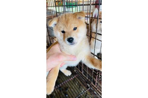 販売中の茨城県の豆柴-242580