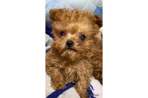 販売中の徳島県のティーカッププードル-242594