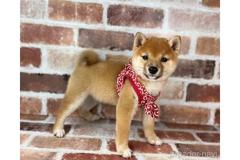 成約済の福岡県の豆柴-232926の7枚目