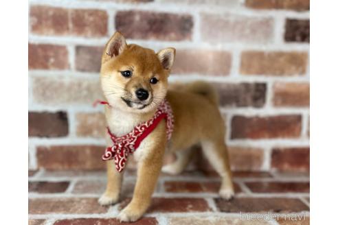 成約済の福岡県の豆柴-232926の6枚目