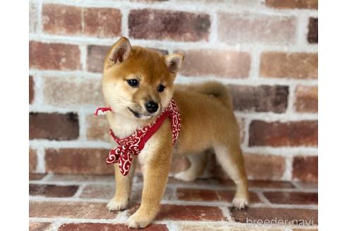 成約済の福岡県の豆柴-232926の5枚目