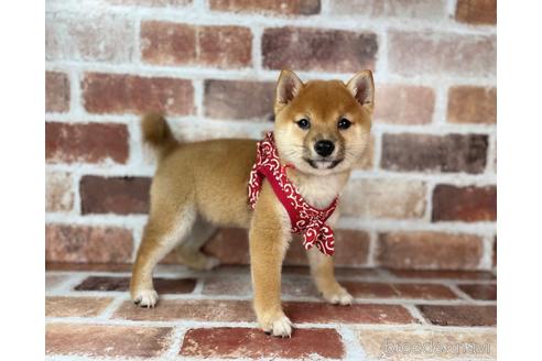 成約済の福岡県の豆柴-232926