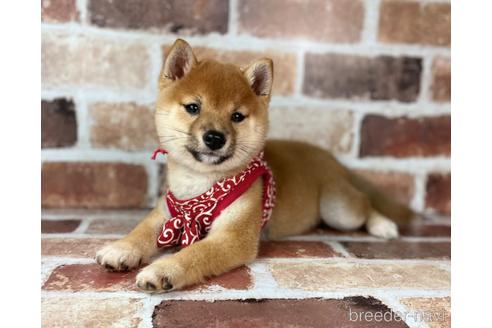 成約済の福岡県の豆柴-232926の4枚目