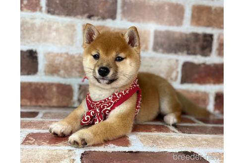 成約済の福岡県の豆柴-232926の3枚目