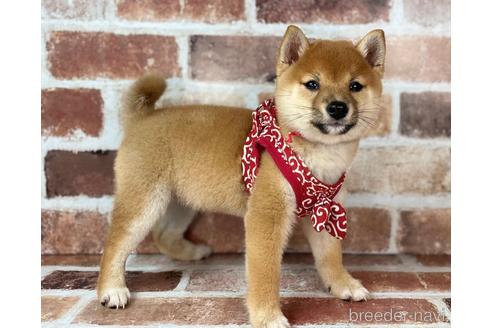 成約済の福岡県の豆柴-232926の2枚目