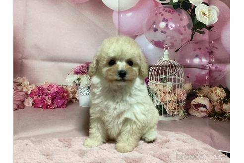 販売中の熊本県のタイニープードル-242651