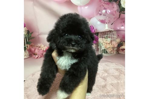 販売中の熊本県のティーカッププードル-242654