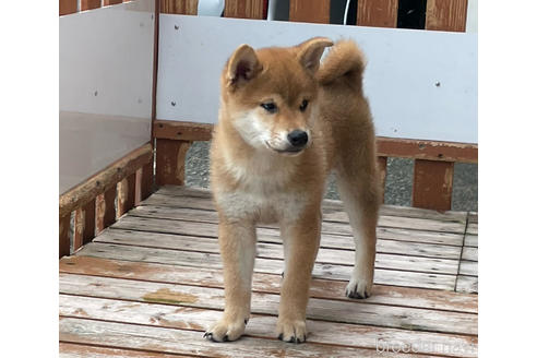 成約済の宮崎県の柴犬-236459の4枚目