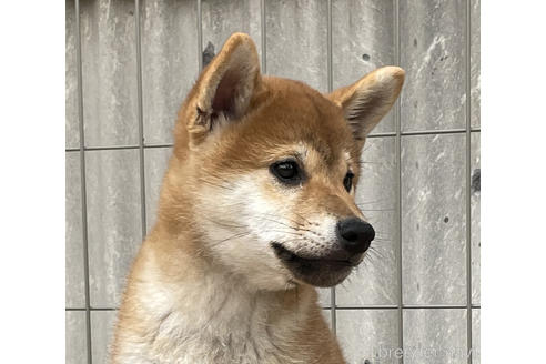 成約済の宮崎県の柴犬-236457の1枚目