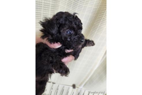 販売中の岡山県のティーカッププードル-242664