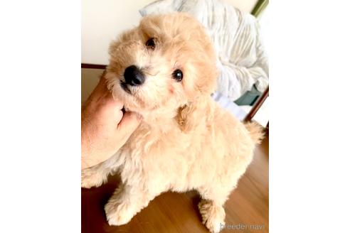 成約済の静岡県のミックス犬-237615の11枚目