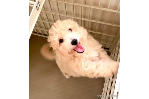 成約済の静岡県のミックス犬-237615の10枚目