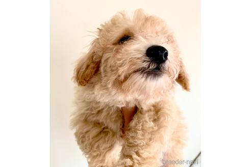 成約済の静岡県のミックス犬-237615の8枚目