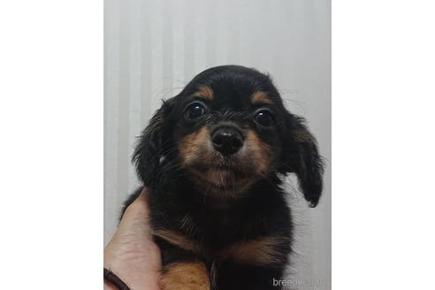 成約済の愛知県のミックス犬-233482の4枚目