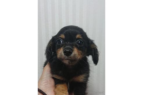 成約済の愛知県のミックス犬-233482の2枚目