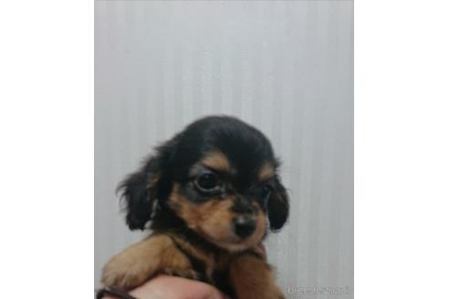 成約済の愛知県のミックス犬-233484の5枚目