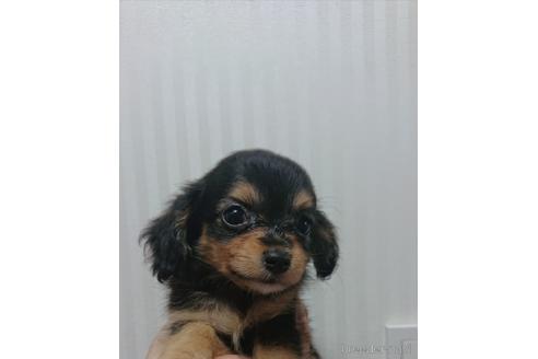 成約済の愛知県のミックス犬-233484の4枚目