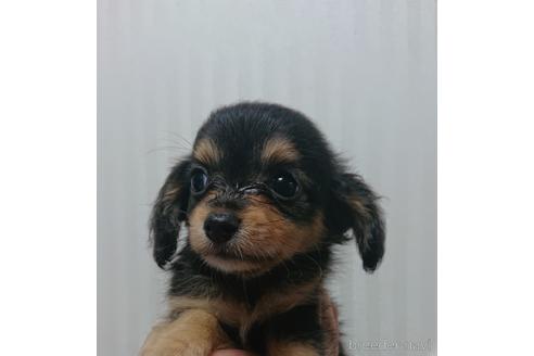 成約済の愛知県のミックス犬-233484の3枚目