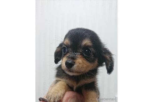 成約済の愛知県のミックス犬-233484の2枚目