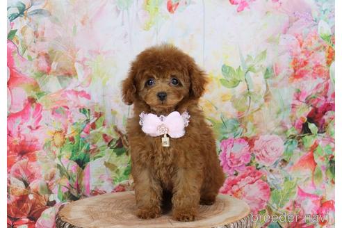 販売中の岡山県のティーカッププードル-242683