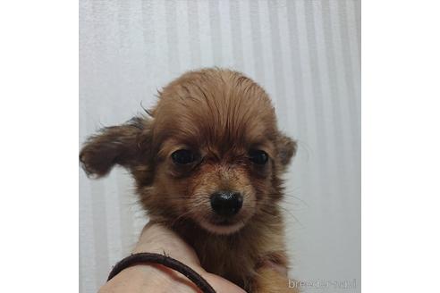成約済の愛知県のミックス犬-233483の4枚目