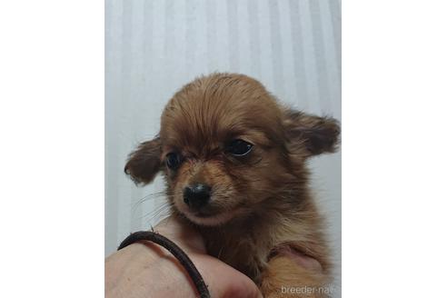 成約済の愛知県のミックス犬-233483の2枚目