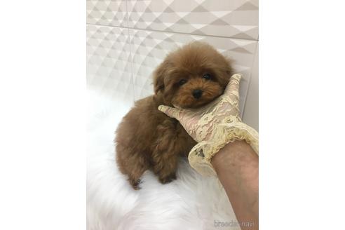 販売中の山梨県のティーカッププードル-225833