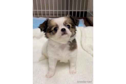 成約済の福島県のミックス犬-235195の1枚目