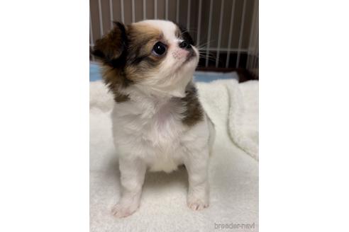 成約済の福島県のミックス犬-235195の4枚目