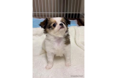 成約済の福島県のミックス犬-235195の5枚目