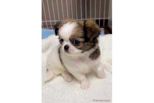 成約済の福島県のミックス犬-235195の6枚目