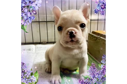 成約済の茨城県のフレンチブルドッグ-242752の68枚目