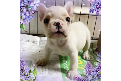 成約済の茨城県のフレンチブルドッグ-242752の67枚目