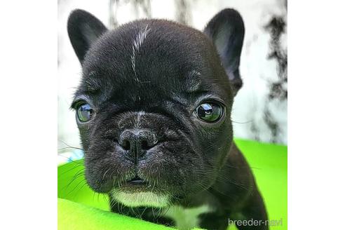 成約済の茨城県のフレンチブルドッグ-242765の20枚目