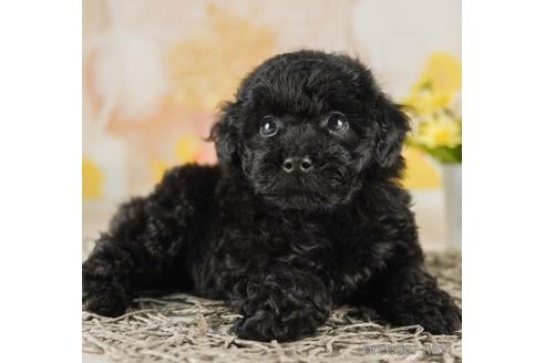 成約済の千葉県のトイプードル-242777の4枚目