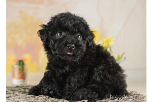 成約済の千葉県のトイプードル-242777の5枚目