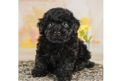 成約済の千葉県のトイプードル-242777