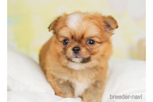 成約済の千葉県のチワワ(ロングコート)-242805の2枚目