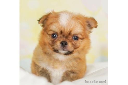 成約済の千葉県のチワワ(ロングコート)-242805