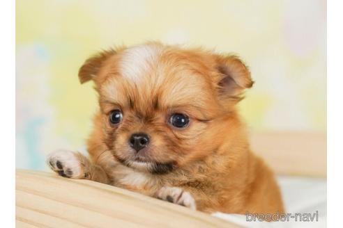 成約済の千葉県のチワワ(ロングコート)-242805の5枚目