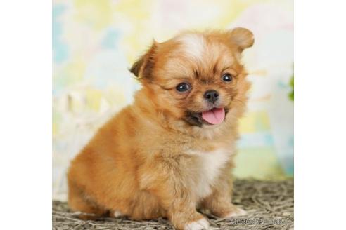 成約済の千葉県のチワワ(ロングコート)-242805の4枚目