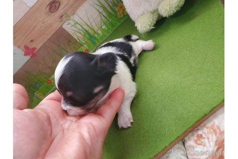 成約済の神奈川県のチワワ(ロングコート)-242812の13枚目
